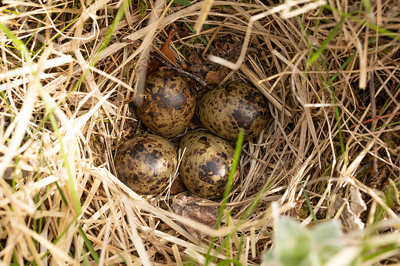 Snipe Nest, Arctic Henge, Raufarhofn, Iceland, June 2022