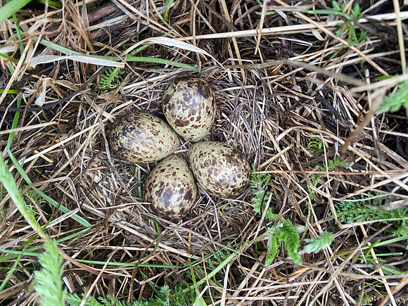 Snipe, Raufarhofn, Iceland, June 2022