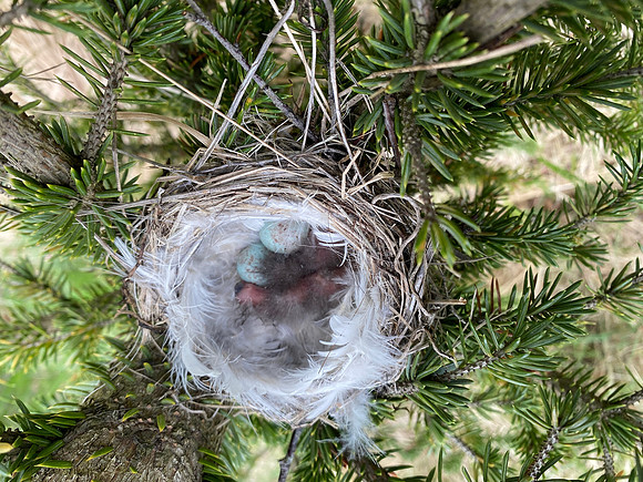 Redpoll, Borganes, Iceland, June 2022