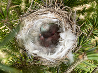 Redpoll, Borganes, Iceland, June 2022