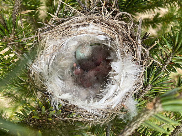 Redpoll, Borganes, Iceland, June 2022