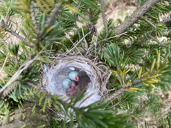 Redpoll, Borganes, Iceland, June 2022