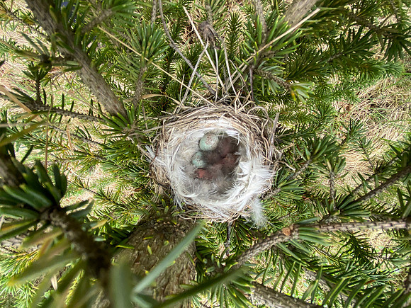 Redpoll, Borganes, Iceland, June 2022