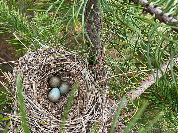Redwing, Borganes, Iceland, June 2022