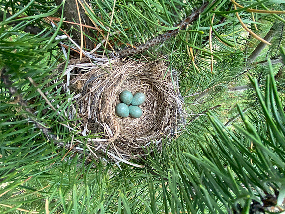 Redwing, Borganes, Iceland, June 2022