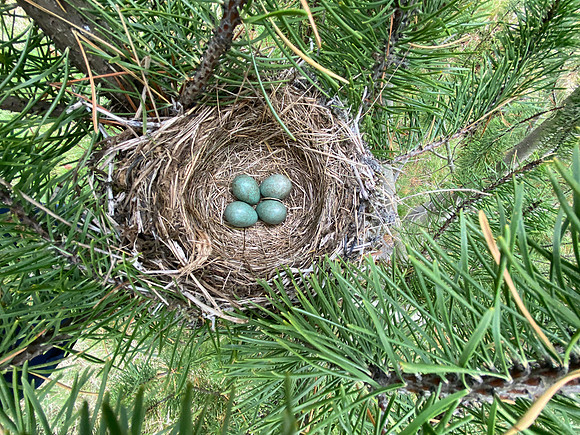 Redwing, Borganes, Iceland, June 2022
