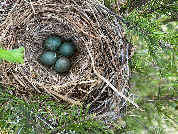Redwing, Borganes, Iceland, June 2022