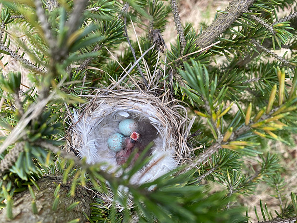 Redpoll, Borganes, Iceland, June 2022
