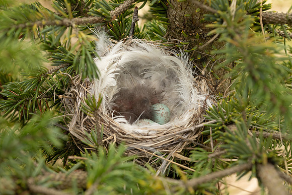 Redpoll, Borganes, Iceland, June 2022