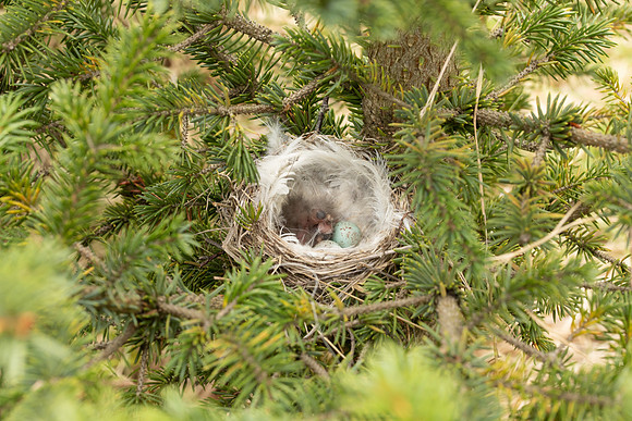 Redpoll, Borganes, Iceland, June 2022