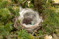 Redpoll, Borganes, Iceland, June 2022