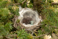 Redpoll, Borganes, Iceland, June 2022