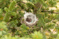 Redpoll, Borganes, Iceland, June 2022