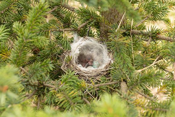 Redpoll, Borganes, Iceland, June 2022
