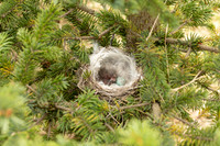 Redpoll, Borganes, Iceland, June 2022.