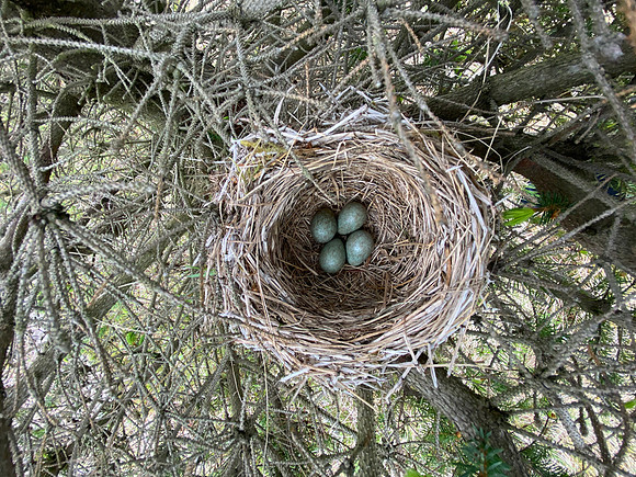 Redwing, Borganes, Iceland, June 2022