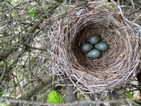 Redwing, Borganes, Iceland, June 2022