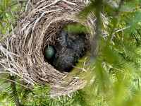 Redwing, Borganes, Iceland, June 2022