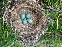 Redwing, Borganes, Iceland, June 2022