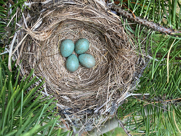 Redwing, Borganes, Iceland, June 2022