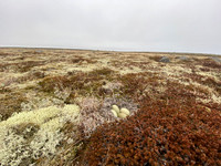 Eider Duck, Raufarhofn, Iceland, June 2022