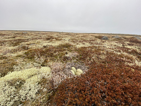 Eider Duck, Raufarhofn, Iceland, June 2022
