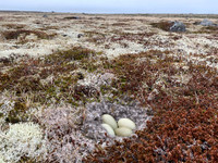 Eider Duck, Raufarhofn, Iceland, June 2022