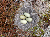 Eider Duck, Raufarhofn, Iceland, June 2022