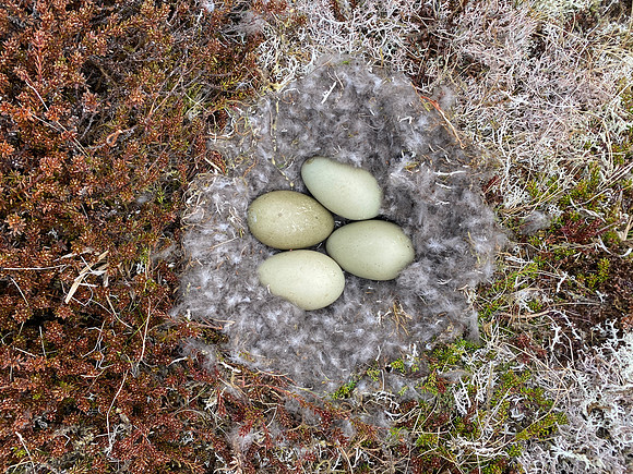 Eider Duck, Raufarhofn, Iceland, June 2022
