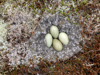 Eider Duck, Raufarhofn, Iceland, June 2022