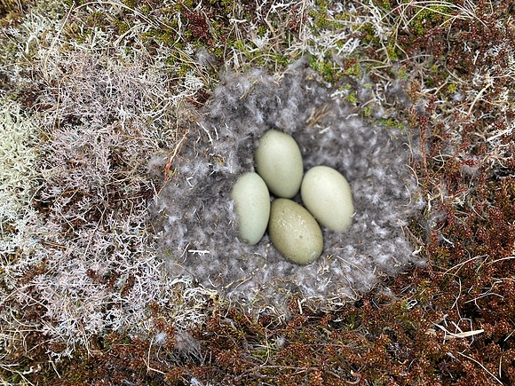 Eider Duck, Raufarhofn, Iceland, June 2022