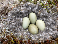 Eider Duck, Raufarhofn, Iceland, June 2022