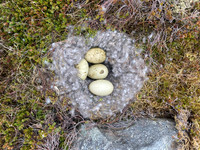 Eider Duck, Raufarhofn, Iceland, June 2022