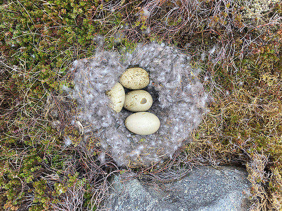 Eider Duck, Raufarhofn, Iceland, June 2022