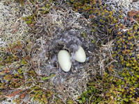 Eider Duck, Raufarhofn, Iceland, June 2022