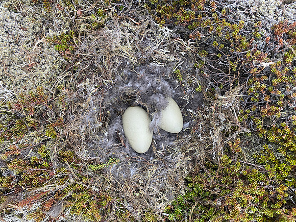 Eider Duck, Raufarhofn, Iceland, June 2022