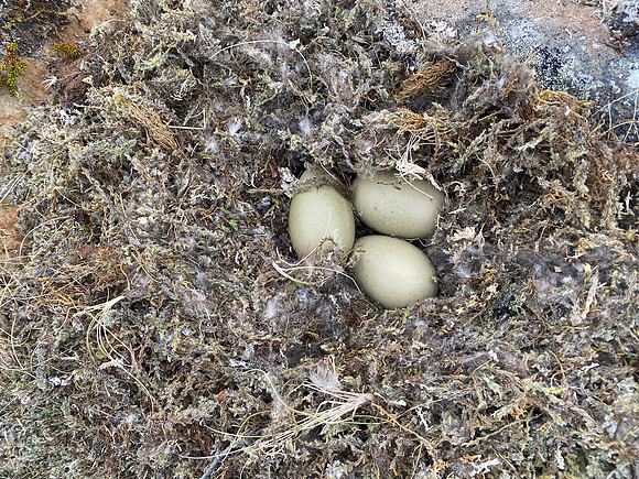 Eider Duck, Raufarhofn, Iceland, June 2022