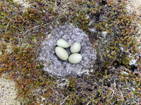 Eider Duck, Raufarhofn, Iceland, June 2022
