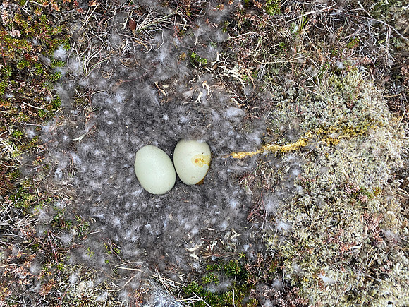 Eider Duck, Raufarhofn, Iceland, June 2022