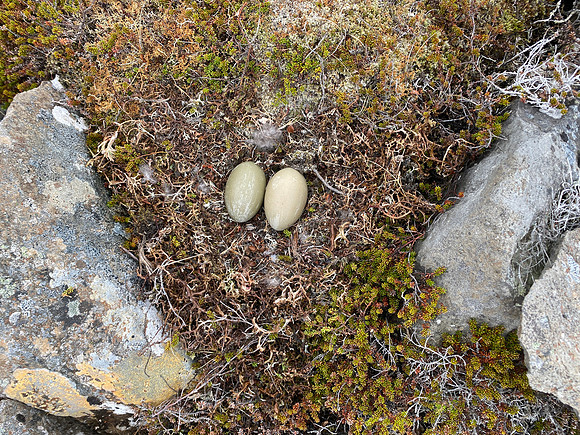 Eider Duck, Raufarhofn, Iceland, June 2022