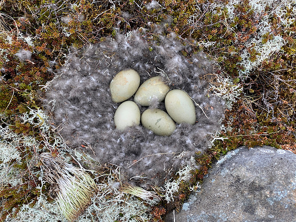 Eider Duck, Raufarhofn, Iceland, June 2022