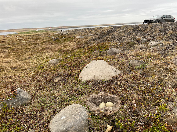 Eider Duck, Raufarhofn, Iceland, June 2022