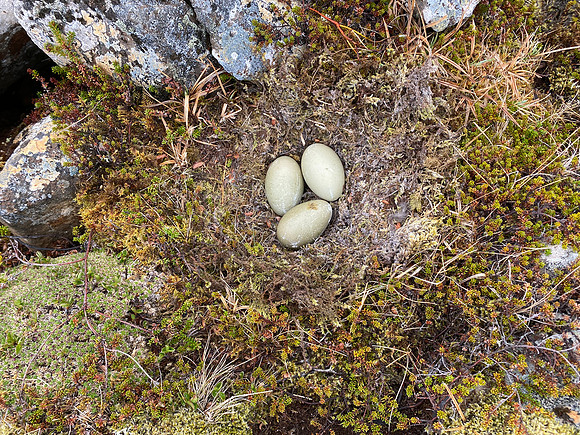 Eider Duck, Raufarhofn, Iceland, June 2022