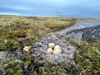 Eider Duck, Raufarhofn, Iceland, June 2022