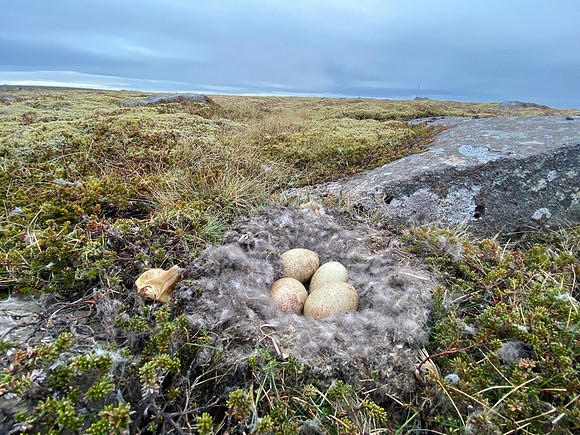 Eider Duck, Raufarhofn, Iceland, June 2022