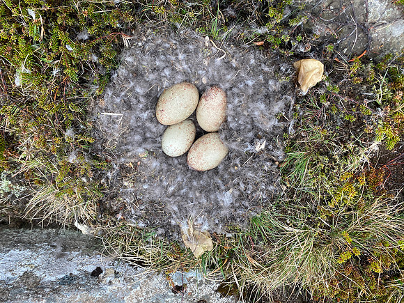 Eider Duck, Raufarhofn, Iceland, June 2022