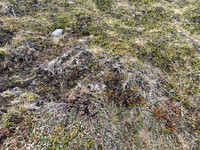Golden Plover, Raufarhofn, Iceland, June 2022