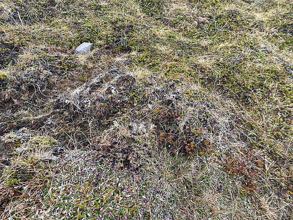 Golden Plover, Raufarhofn, Iceland, June 2022