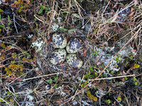 Golden Plover, Raufarhofn, Iceland, June 2022