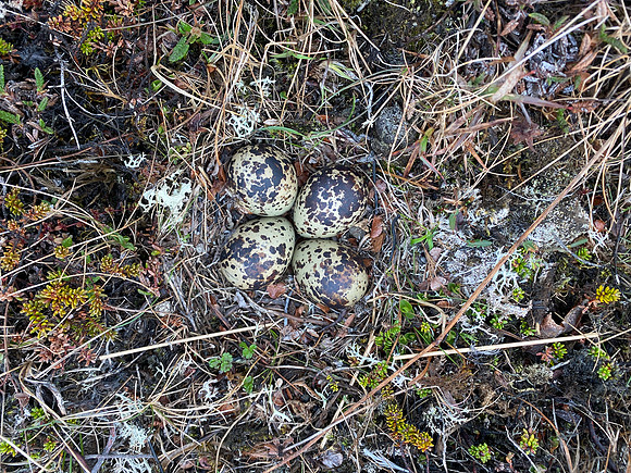 Golden Plover, Raufarhofn, Iceland, June 2022
